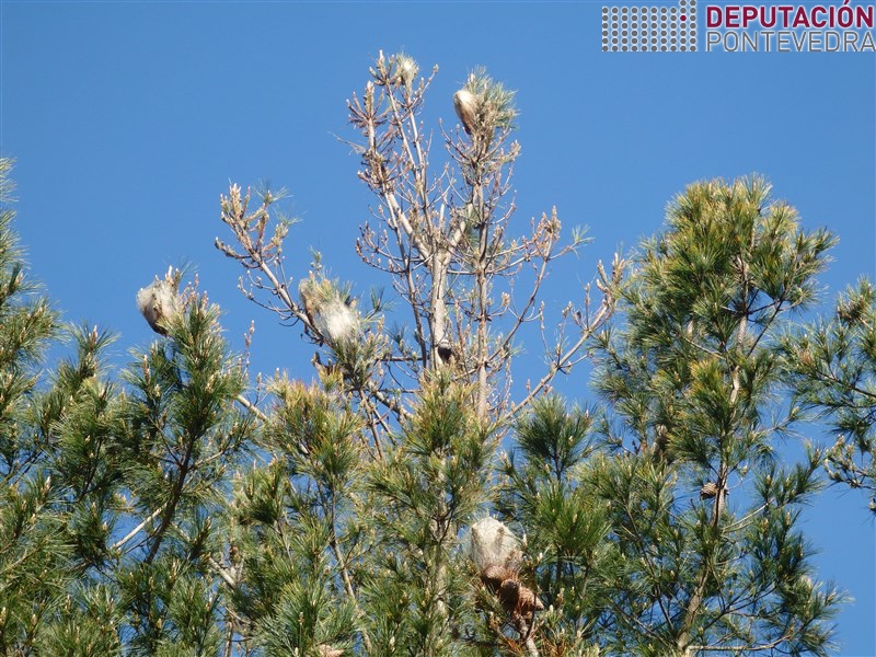 Thaumetopoea pytiocampa >> Bolsons de procesionaria e defoliacion en Pinus radiata.jpg